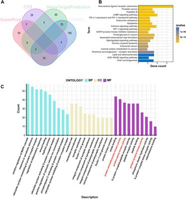 Mechanisms underlying the therapeutic effects of cinobufagin in treating melanoma based on network pharmacology, single-cell RNA sequencing data, molecular docking, and molecular dynamics simulation